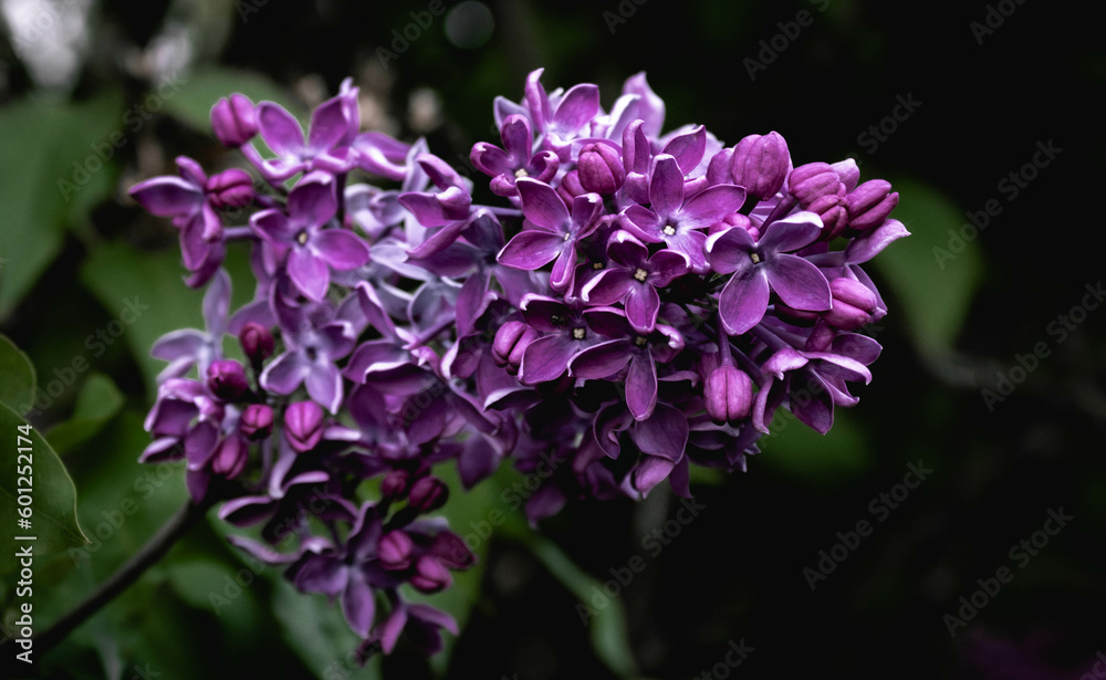 Lilacs in the spring