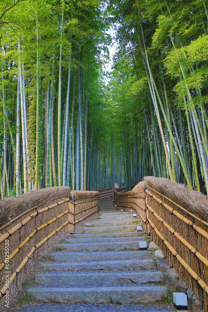 Bamboo Grove in adashino nenbutsu-ji Arashiyama, Kyoto Bamboo Grove in adashino nenbutsu-ji Arashiyama, Kyoto