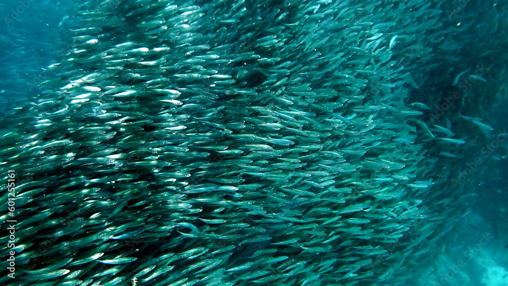 huge school of sardines in moalboal on cebu island huge school of sardines in moalboal on cebu island