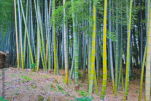 Bamboo Grove in adashino nenbutsu-ji Arashiyama, Kyoto
