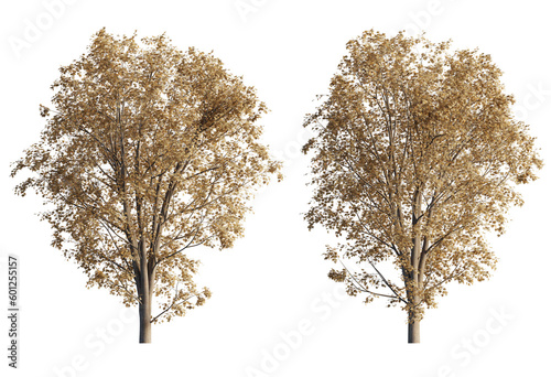 acer pseoudoplatanus tree Autumn cutout png 