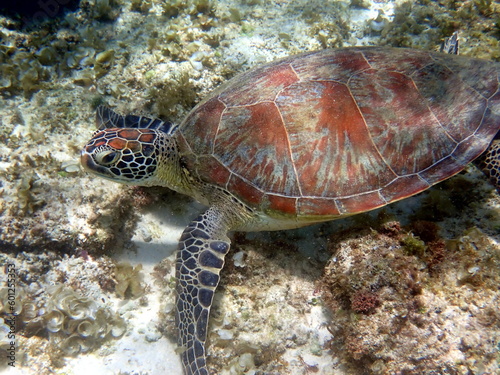 sea turtle in the coast near waters at moalboal