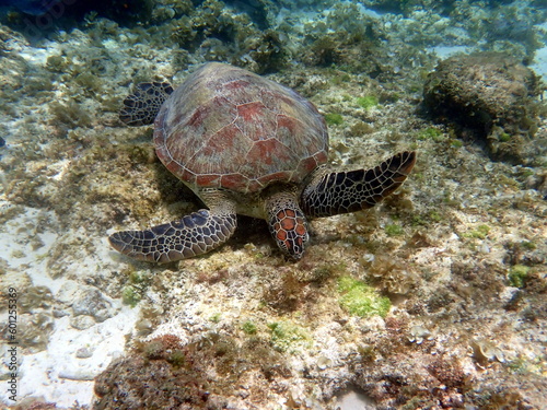 sea turtle in the coast near waters at moalboal