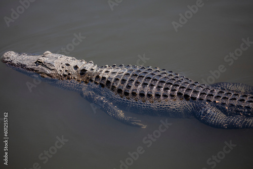 Alligator in water, Everglades National Park, Florida USA