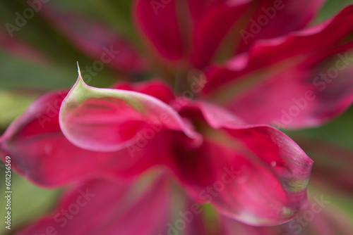 Ti plant background texture, abstract 