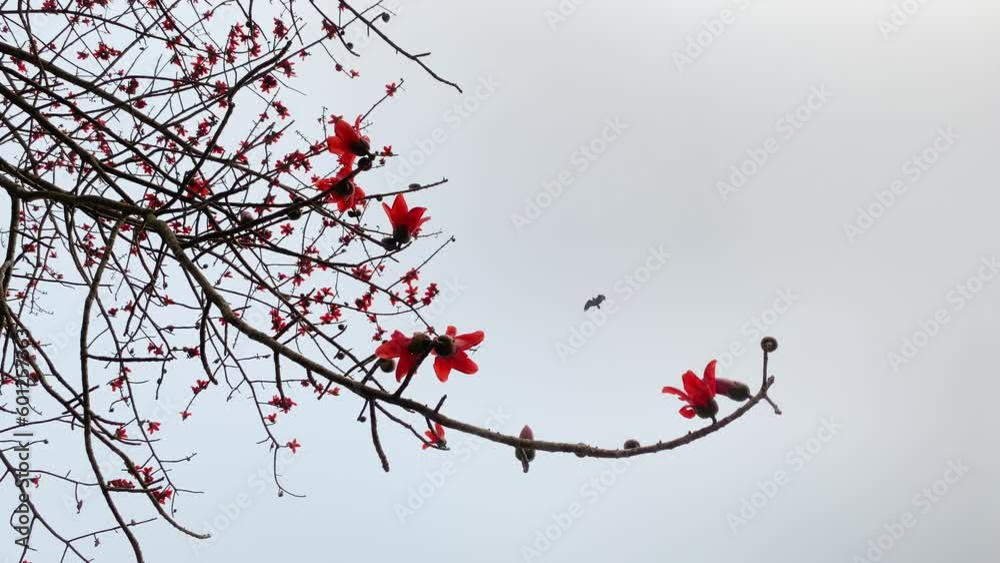 The vibrant red silk cotton tree, also known as The vibrant red silk cotton tree, also known as