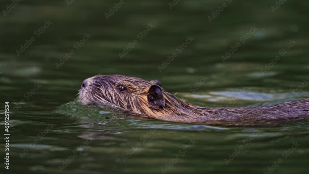 A wild Coypu or Nutria {Myocastor coypus) swimming across a river in South America. Tracking telephoto head and shoulder shot A wild Coypu or Nutria {Myocastor coypus) swimming across a river in South America. Tracking telephoto head and shoulder shot