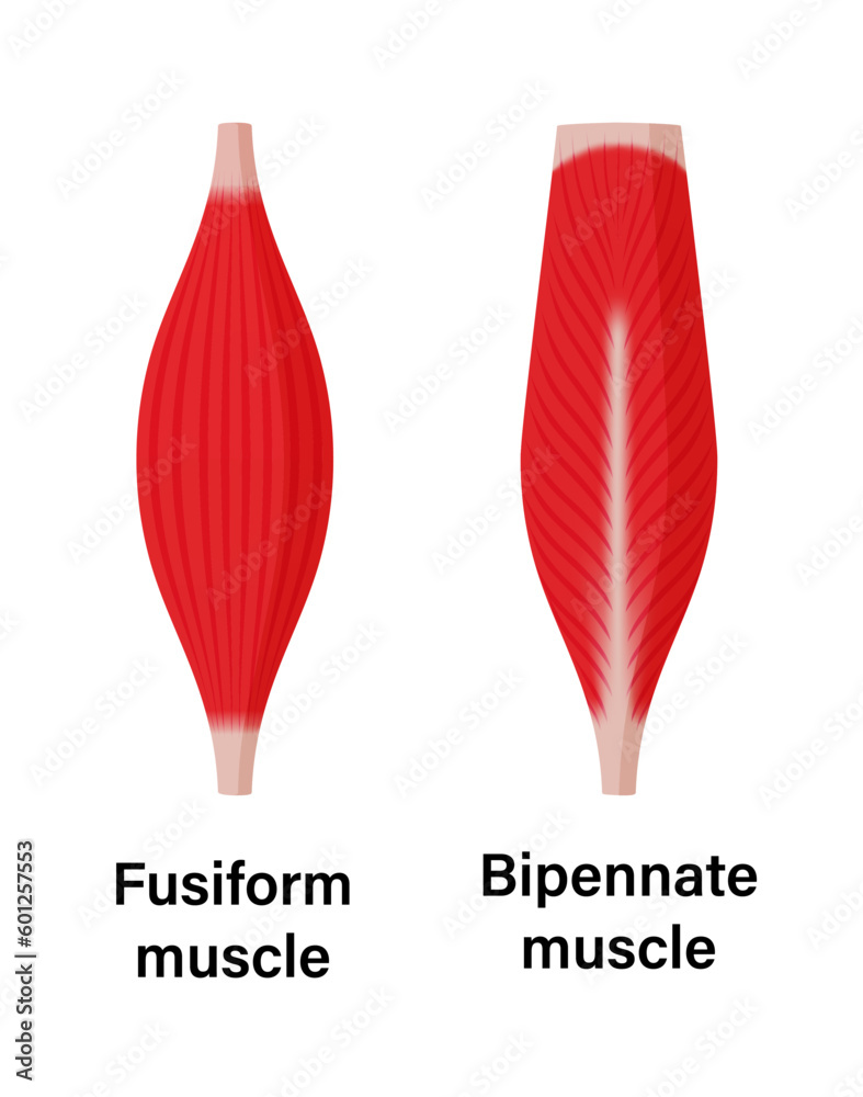 Muscle shape illustration ( fusiform muscle and bipennate muscle )