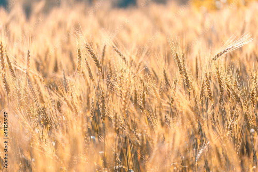 Fototapeta premium Closeup on golden wheat field or barley farming.