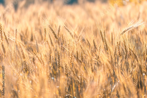 Closeup on golden wheat field or barley farming.