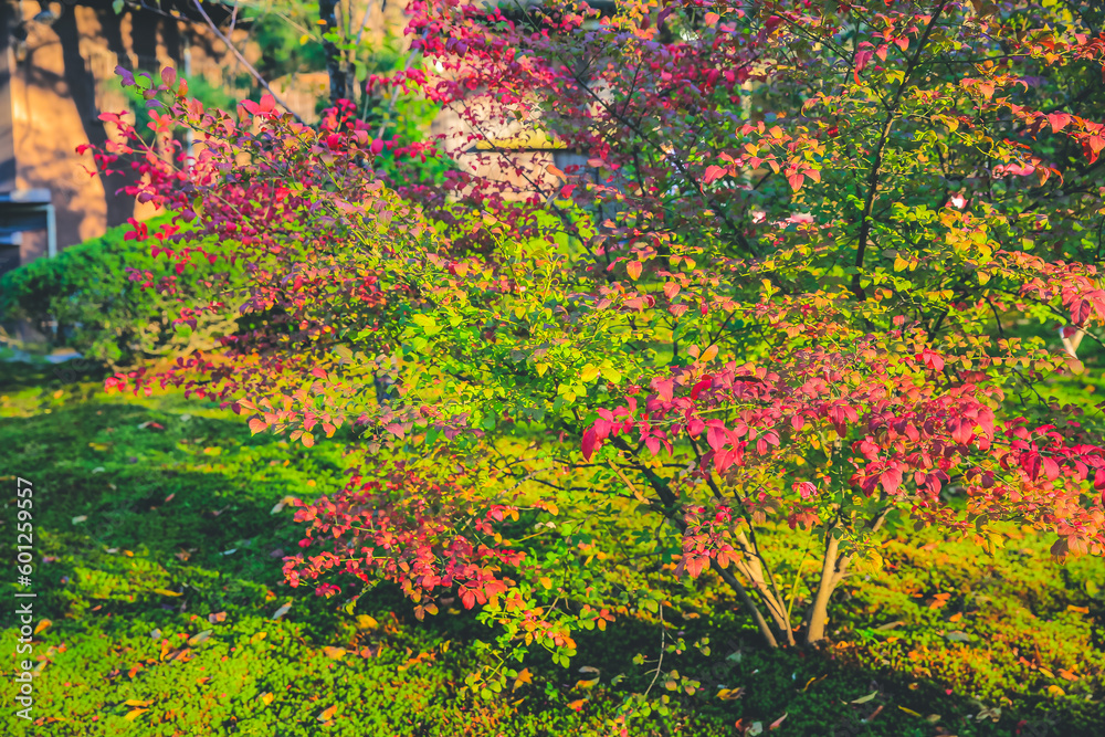 1 Nov 2013 the landscape of Kenroku Garden, Kanazawa, Japan 1 Nov 2013 the landscape of Kenroku Garden, Kanazawa, Japan