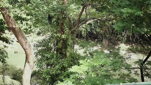 Monkey playing on a tree branch, native to Indonesia, at Ecotourism Tangkahan in Gunung Leuser National Park, North Sumatra, Indonesia. photo