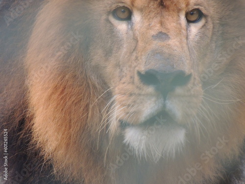 Lion king Fototapet