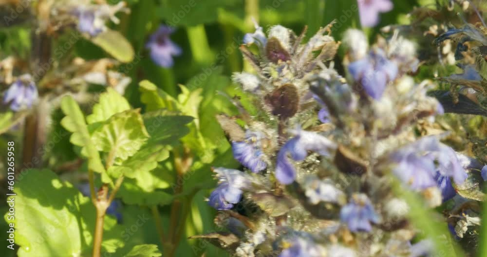Xylocopa violacea, the violet carpenter bee on the flowers of Ajuga reptans Xylocopa violacea, the violet carpenter bee on the flowers of Ajuga reptans