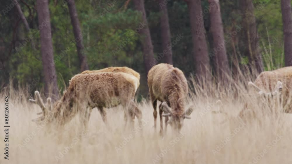 Red deer with velvet antlers grazing in glade with some tall grass. Low angle Red deer with velvet antlers grazing in glade with some tall grass. Low angle
