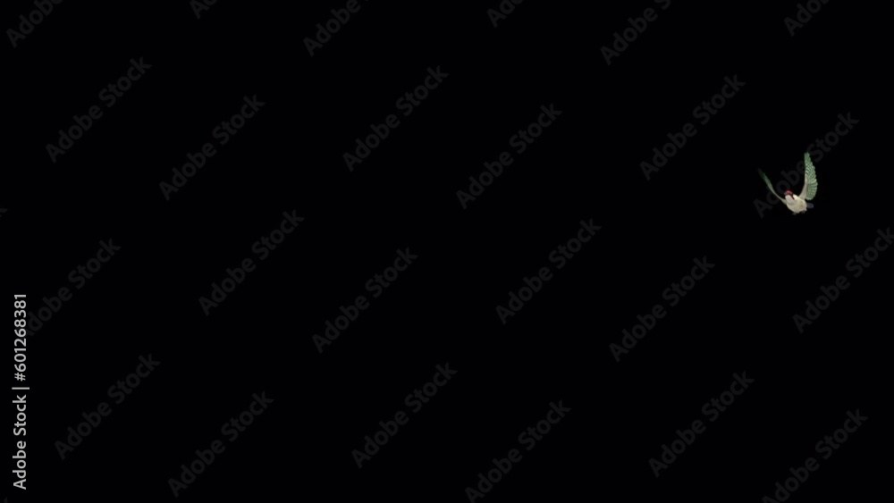 Green Woodpecker Bird - Flying Loop - Flying Around Loop - 3D animation with alpha channel isolated on transparent background
