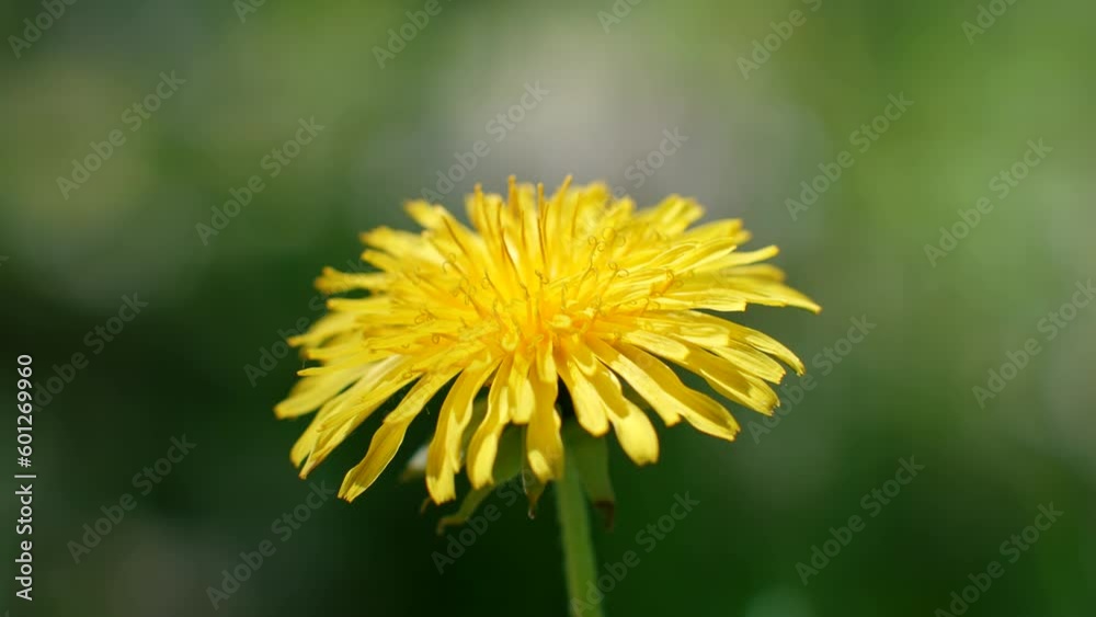 Springtime scene yellow dandelion at wild meadow Springtime scene yellow dandelion at wild meadow