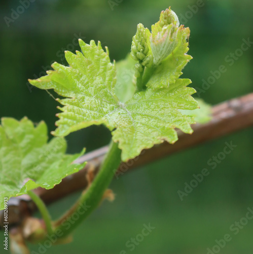 Close-up of new fresh leaves and fruits of Glera Vine plants growing in the vineyard in the northern Italy countryside . Vitis vinifera cultivation 