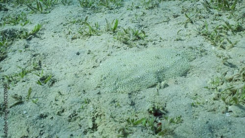 Leopard flounder or Panther flounder (Bothus pantherinus) lies on sandy bottom among green sea grass on sunny day in sun glare, Slow motion, Camera moves around the flatfish photo