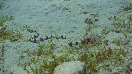 Harlequin Snake Eel (Myrichthys colubrinus) crawls along sandy bottom covered with green sea grass in daytime, Slow motion photo