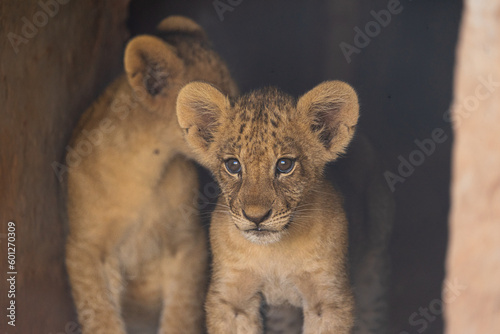 lion baby in Tsavo East Kenya
