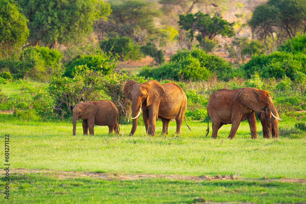 elephants in the grass