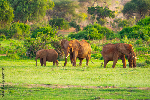 elephants in the grass