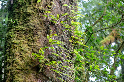 A variety of plants grow on tree trunks.