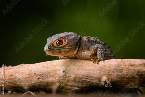 Red-Eyed Crocodile Skink 