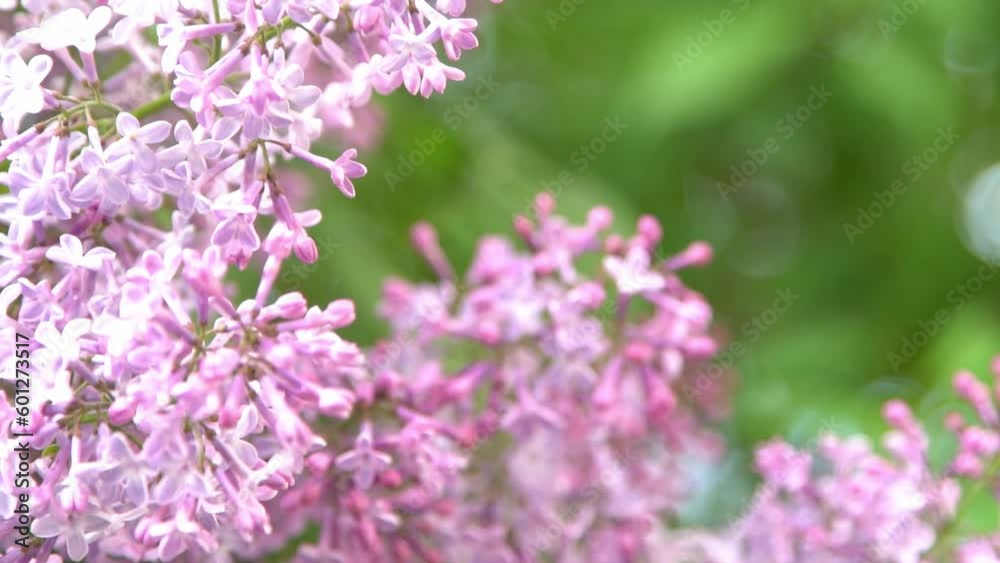 Lilac flowers branch. Floral background natural spring. Blossoming lilac flower bud. Spring time color. Beautiful purple petal plant. Botanical flora Aesthetic mood Summer garden Pink liliac wind sway Lilac flowers branch. Floral background natural spring. Blossoming lilac flower bud. Spring time color. Beautiful purple petal plant. Botanical flora Aesthetic mood Summer garden Pink liliac wind sway