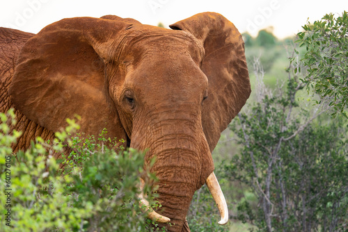 elephant in tsavo east national park in Kenya