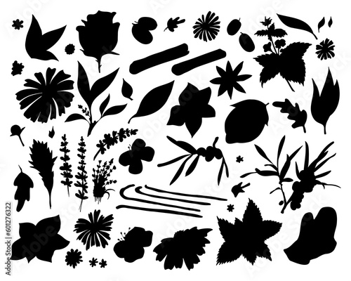 Herbal Tea plants vector set. Doodle Hand drawn black silhouette illustration.