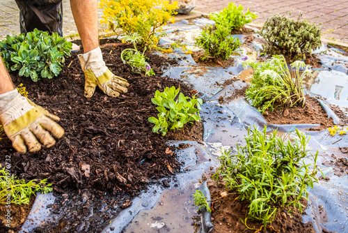 Fototapeta Naklejka Na Ścianę i Meble -  Installing weed control fabric material and bark mulch in a residential garden to control weed spreading