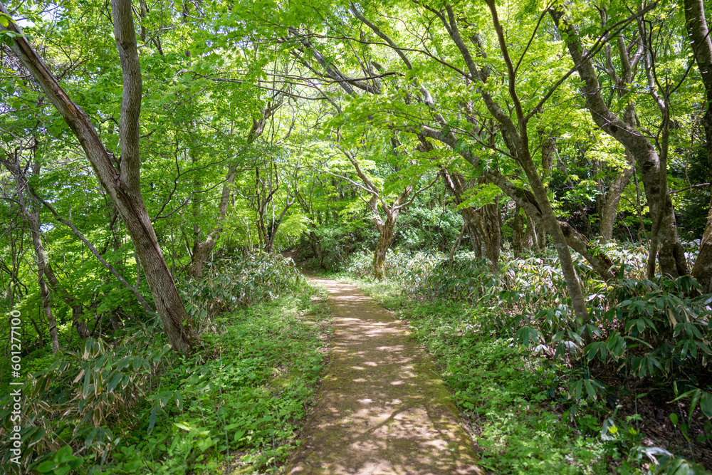 石川県鹿島郡中能登町の石動山を春の晴れた日に登山する風景 Scenery of climbing Mt. Ishidou in Nakanoto-cho, Kashima-gun, Ishikawa Prefecture on a sunny spring day.