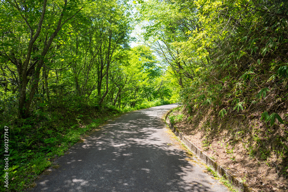 石川県鹿島郡中能登町の石動山を春の晴れた日に登山する風景 Scenery of climbing Mt. Ishidou in Nakanoto-cho, Kashima-gun, Ishikawa Prefecture on a sunny spring day. 石川県鹿島郡中能登町の石動山を春の晴れた日に登山する風景 Scenery of climbing Mt. Ishidou in Nakanoto-cho, Kashima-gun, Ishikawa Prefecture on a sunny spring day.