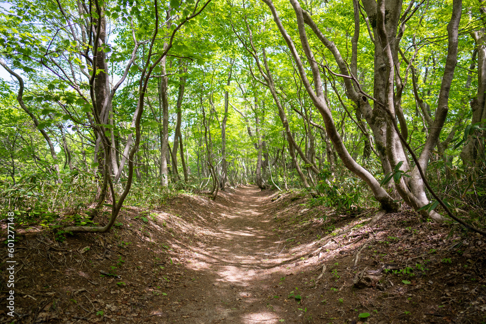 石川県鹿島郡中能登町の石動山を春の晴れた日に登山する風景 Scenery of climbing Mt. Ishidou in Nakanoto-cho, Kashima-gun, Ishikawa Prefecture on a sunny spring day. 石川県鹿島郡中能登町の石動山を春の晴れた日に登山する風景 Scenery of climbing Mt. Ishidou in Nakanoto-cho, Kashima-gun, Ishikawa Prefecture on a sunny spring day.