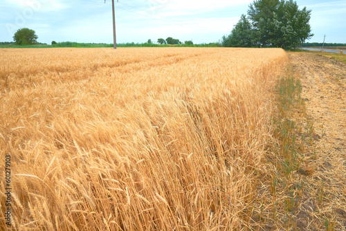 a field of ripe yellow wheat against a blue sky