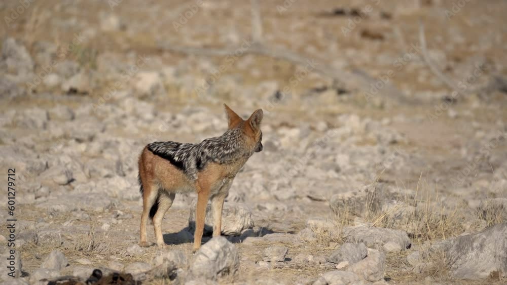 Silver-backed jackal walking in the Etosha National Park in Namibia, Africa. Silver-backed jackal walking in the Etosha National Park in Namibia, Africa.