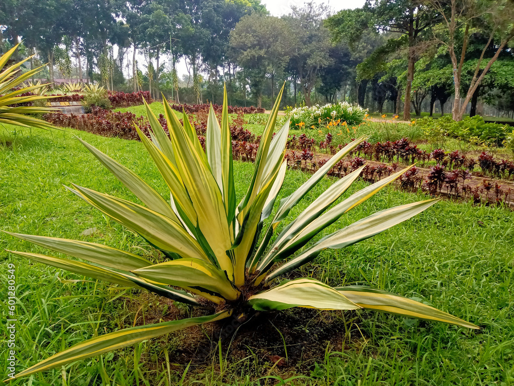 Obraz premium aloe vera plants