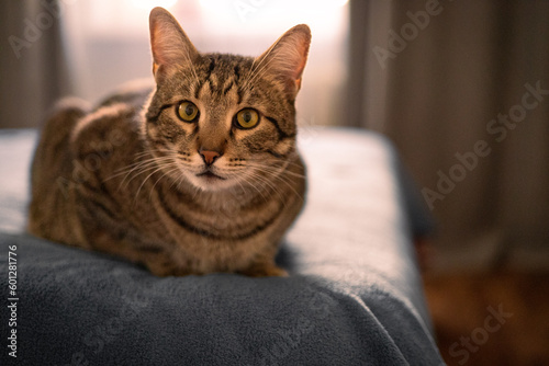 Beautiful cat tabby resting at home on bed