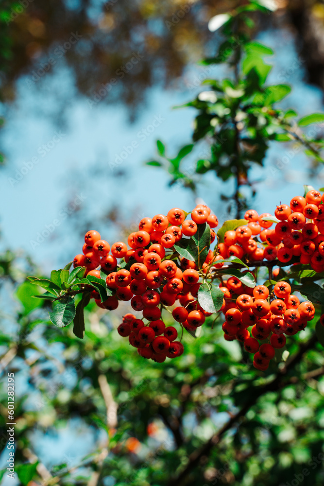 Obraz premium Red berries on a tree against blue sky. Autumn nature