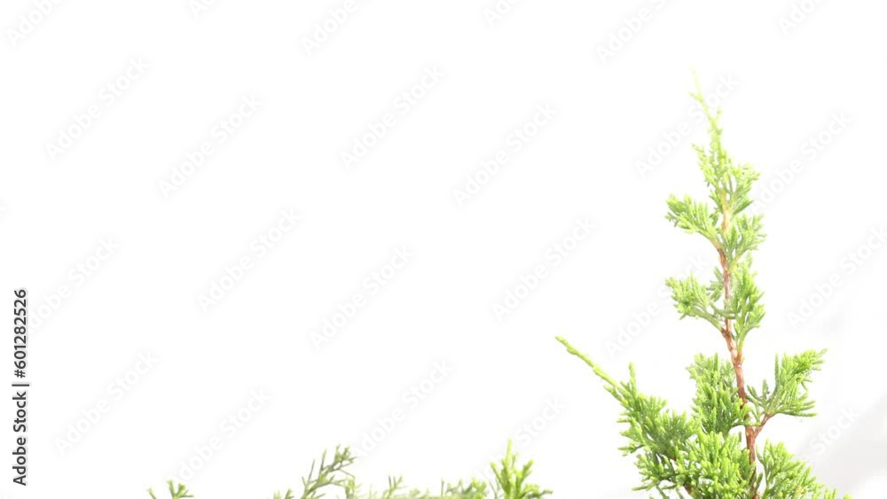 A stem of itoigawa with green leaves waving on the breeze of the wind