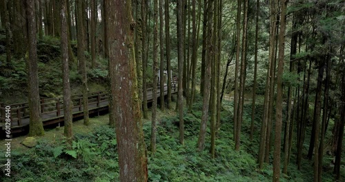 Beautiful walking trail along with pine trees in forest at Alishan national forest recreation area of taiwan