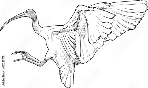 Vintage hand drawn sketch bin chicken