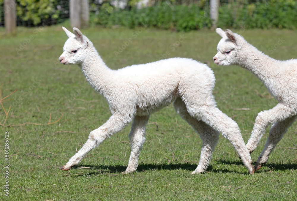 Fototapeta premium Baby alpacas running in a field