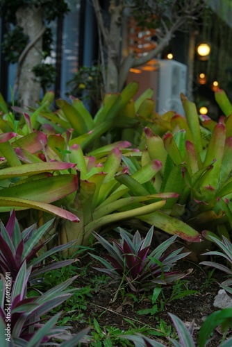 Tradescantia spathaceae and neoregelia johannis in the small garden. photo