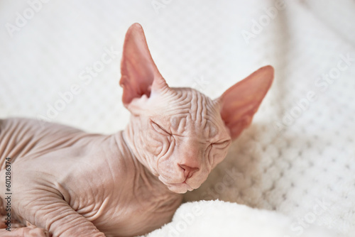 Close-up portrait of a Canadian Sphynx kitten sleeping on a white blanket curled up.