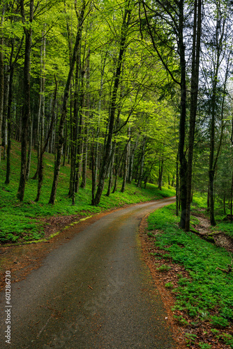 way through the green forest in the swiss jura