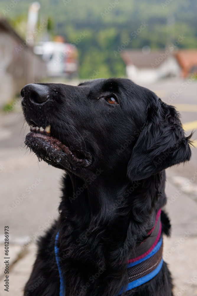 flatcoated Retriever while walking in the Swiss Jura in spring flatcoated Retriever while walking in the Swiss Jura in spring