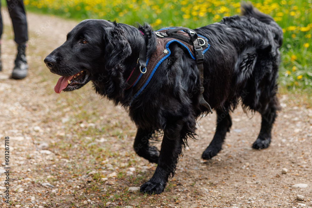 flatcoated Retriever while walking in the Swiss Jura in spring flatcoated Retriever while walking in the Swiss Jura in spring